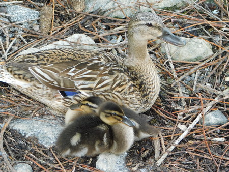 Duck with babiesの写真素材