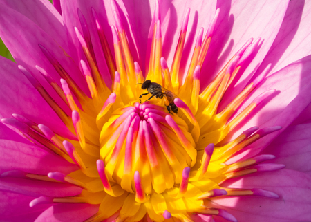 Bee and lotus  flowerの写真素材