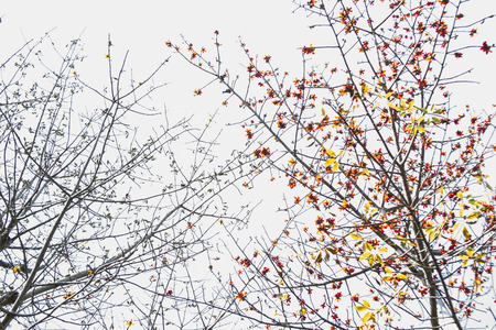 Contrast between two trees. One without leaves and the other with red and yellow leaves.の写真素材