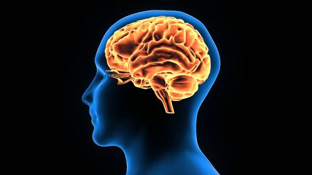 human brain anatomyの写真素材