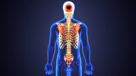 human body skeleton anatomyの写真素材
