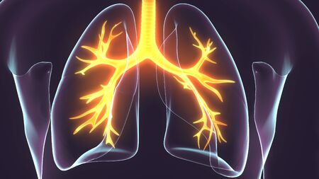 3D Illustration of Human Respiratory System Lungs Anatomyの写真素材
