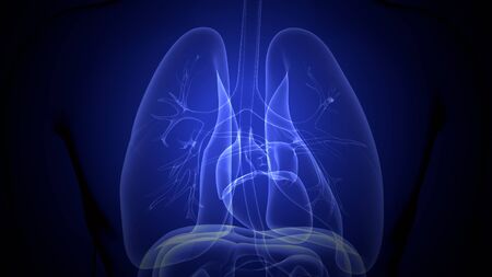 3D Illustration of Human Respiratory System Lungs Anatomyの写真素材