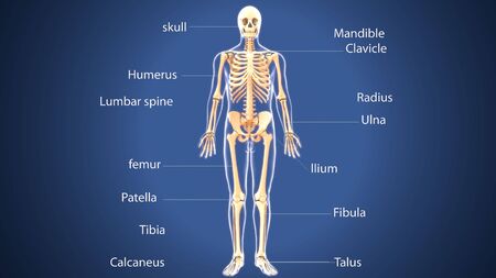 3d render of human skeleton anatomyの写真素材