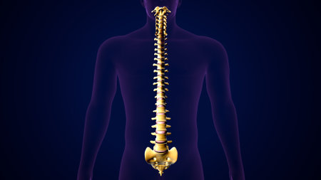 Human Skeleton - Spinal cord anatomy. 3D Renderingの写真素材