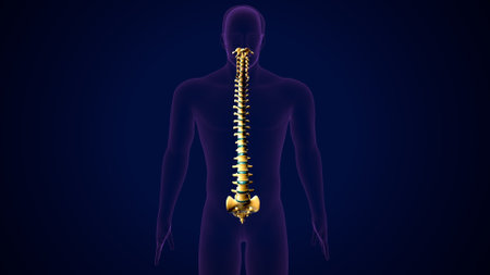 Human Skeleton with Spine Anatomy. 3D Illustrationの写真素材