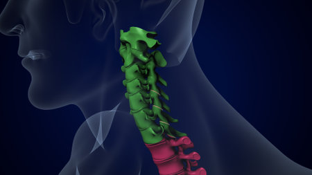 Human spine with highlighted rib cage. Anatomy. 3D illustrationの写真素材