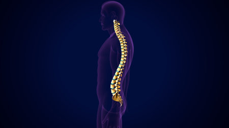 Human Skeleton with Spine Anatomy. 3D Renderingの写真素材