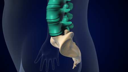 Human Body Anatomy (Lungs) For Medical Concept 3D Illustrationの写真素材