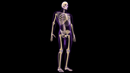 Human skeleton anatomy, 3D Rendering, isolated on black backgroundの写真素材