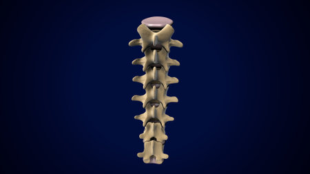 Human Skeleton Vertebrae Anatomy For Medical Concept 3D Illustrationの写真素材