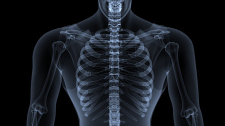 Human skeleton anatomy x-ray view on dark background (3D illustration)の写真素材