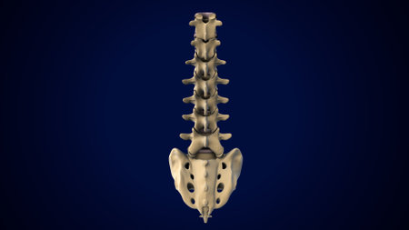 Human Skeleton Skull Bone Anatomy For Medical Concept 3D Illustrationの写真素材