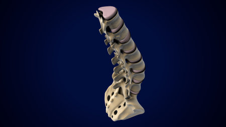 Human skeleton anatomy on blue background. 3D illustration. 3D CG. High resolution.の写真素材