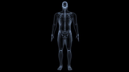 Human skeleton anatomy x-ray scan on black background. 3D renderingの写真素材