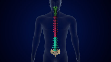 Human Skeleton Vertebral Column Lumbar Vertebrae Anatomyの写真素材