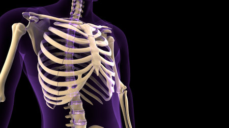 Human skeleton anatomy 3D Rendering For Medical and Health Concept.の写真素材