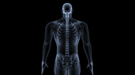 Human skeleton anatomy x-ray on black background. 3D illustrationの写真素材
