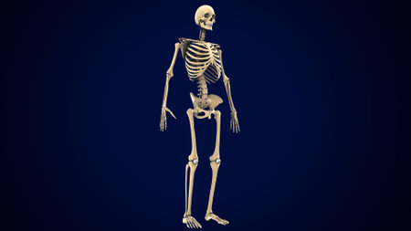 Human Skeleton Anatomy For Medical Concept 3D Illustration.の写真素材