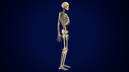 Human skeleton on blue background, 3D rendering. Computer digital drawing.の写真素材
