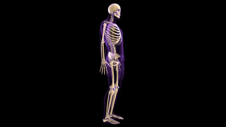 Human skeleton anatomy, 3D Rendering, For medical and health conceptsの写真素材