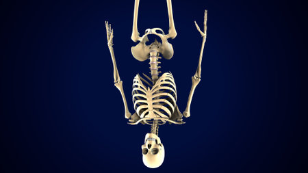 Digital illustration of  human skeleton in colour  backgrounの写真素材