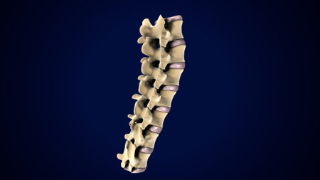 Human spine isolated on blue background. Realistic 3D illustration.の写真素材
