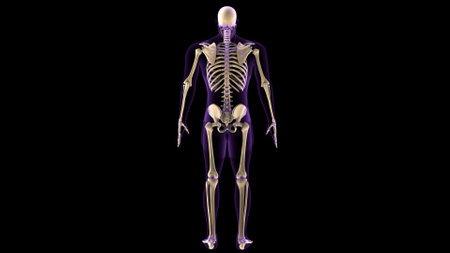 Human skeleton anatomy, 3D Rendering, For medical and health conceptsの写真素材