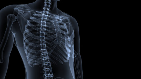 Human skeleton anatomy x-ray on black background. 3D illustrationの写真素材