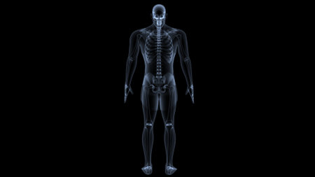 Human skeleton anatomy, x-ray view, isolated on black backgroundの写真素材