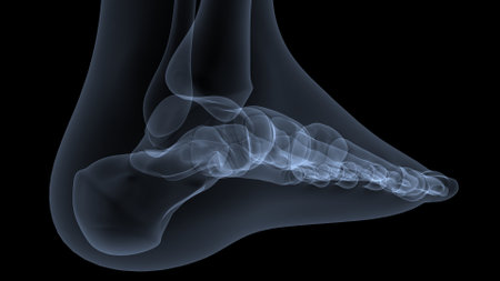 X-ray image of human foot on black background. 3D illustrationの写真素材