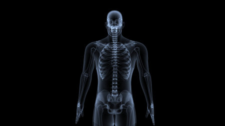 human skeleton anatomyの写真素材