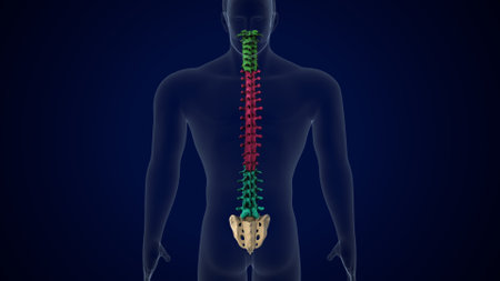 male skeleton spine anatomyの写真素材