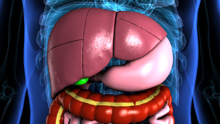 Human Digestive System Anatomy For Medical Concept 3D Illustrationの写真素材