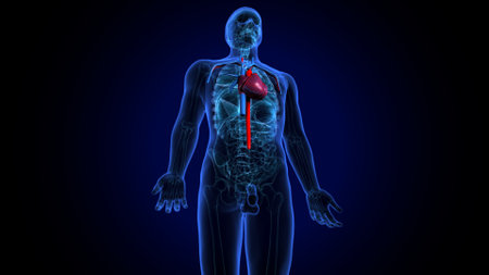 Human Heart anatomy with organs posterior view. This is a 3D render illustrationの写真素材