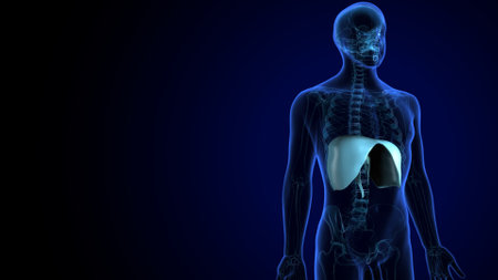 Human body anatomy x-ray on blue background. 3D renderingの写真素材