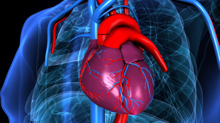 Human Heart With Circulatory System Anatomy For Medical Concept 3D Illustrationの写真素材