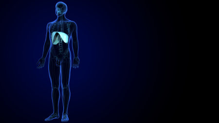Human Organs - Muscles x-ray with skeleton lateral viewの写真素材
