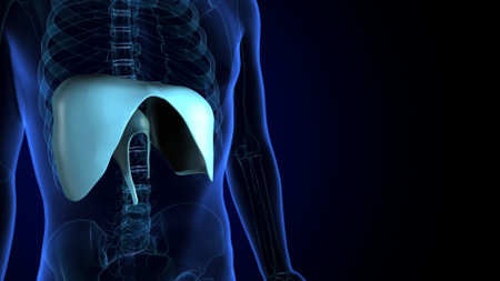 Human skeleton anatomy with highlighted liver on blue background. 3D illustrationの写真素材