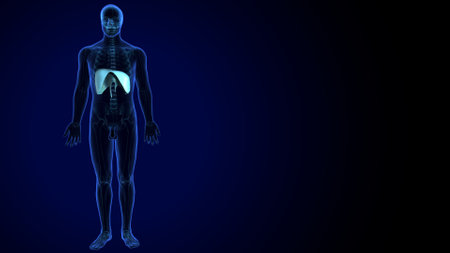 Human Body Organs Anatomy For Medical Concept 3D Illustrationの写真素材
