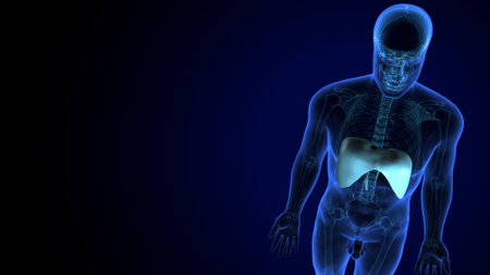 Human body anatomy x-ray view on blue background. 3D renderingの写真素材