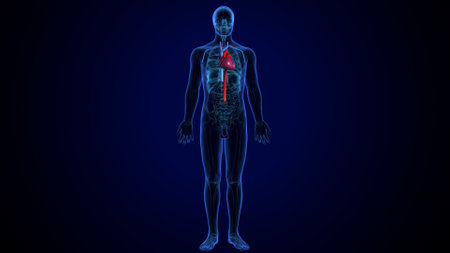 Human Body Organs Anatomy For Medical Concept 3D Illustrationの写真素材