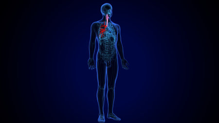 Human Organs - Lymph Nodes Anatomy For Medical Conceptの写真素材