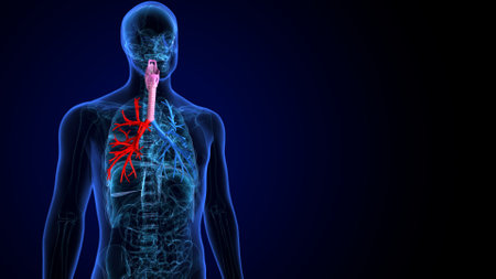Human Respiratory System Anatomy (Lungs Anatomy)の写真素材