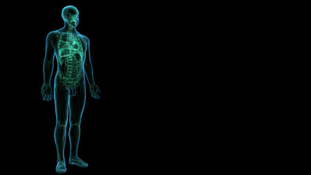Human body anatomy x-ray with visible skeleton isolated on black backgroundの写真素材