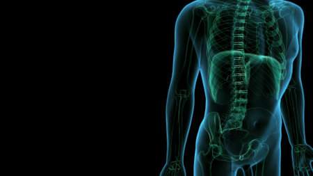 Human skeleton anatomy articular pain 3D Rendering For Medical Conceptの写真素材