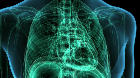 Human Organs Anatomy (Lungs) For Medical Conceptの写真素材