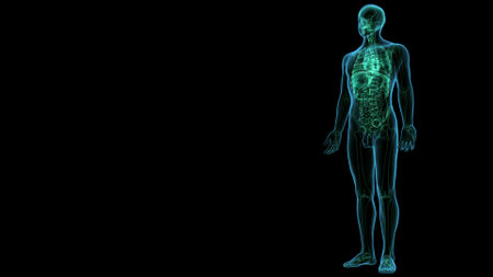 Human skeleton anatomy x-ray transparent isolated on dark background. Part of human body.の写真素材