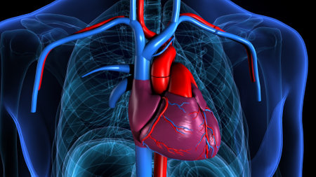 Human Heart Anatomy For Medical Concept. 3D Illustration.の写真素材