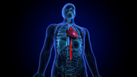 Human Organs - Liver Anatomy For Medical Concept 3D Illustrationの写真素材